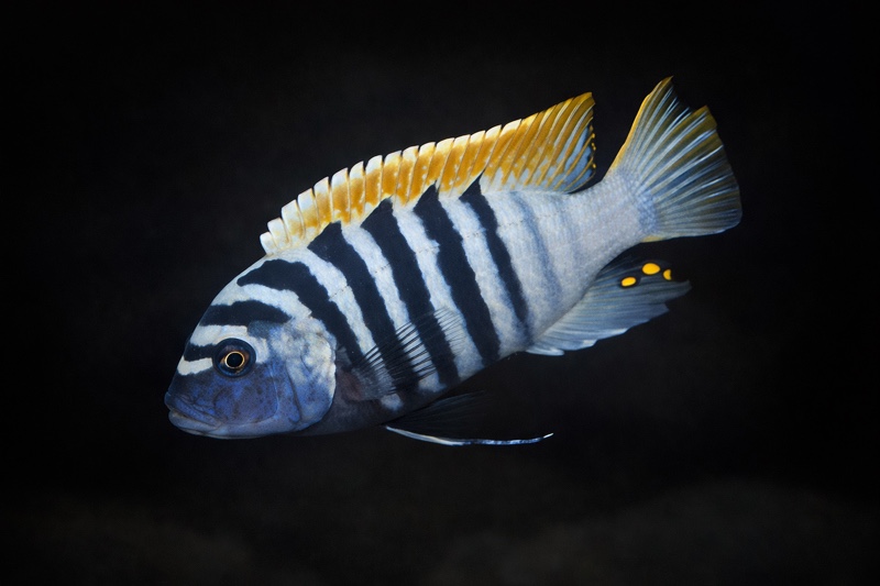 Maylandia pyrsonotos 'Chimwalani Reef'